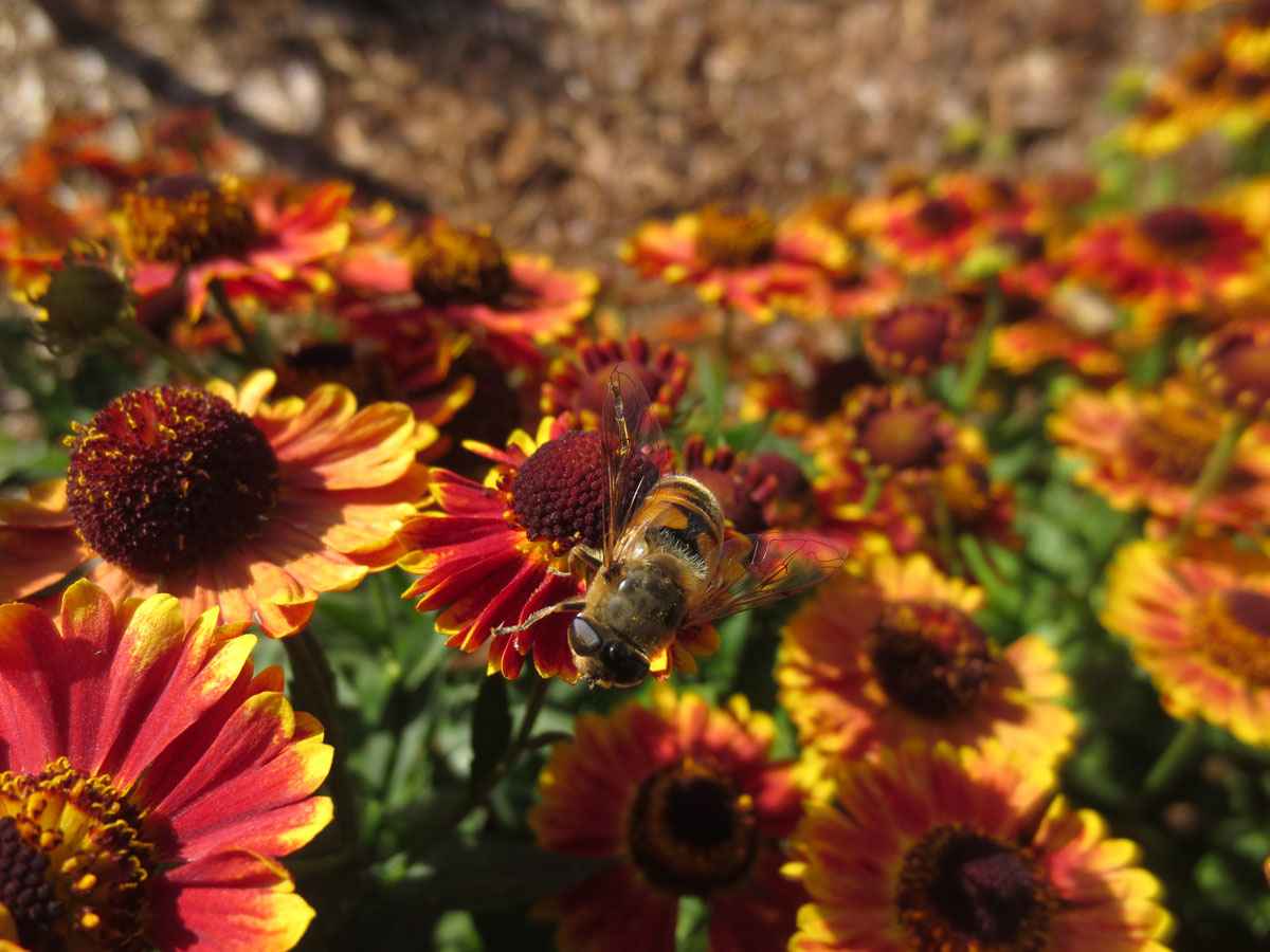 pollination by Susan Fluegel